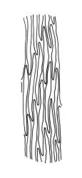 Rhaphidorrhynchium amoenum, mid laminal cells. Drawn from K.A. Ford D/16, CHR 513670.
 Image: R.C. Wagstaff © Landcare Research 2016 